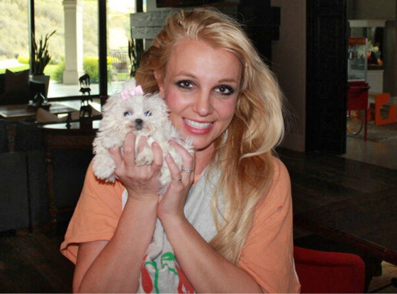 Britney Spears, Dog, Twit Pic Britney Spears, Dog, Twit Pic